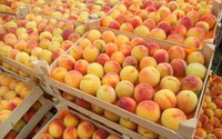 Около 1 000 тонн овощей и фруктов в сентябре прошло через СВХ «Оборонснабсбыт»